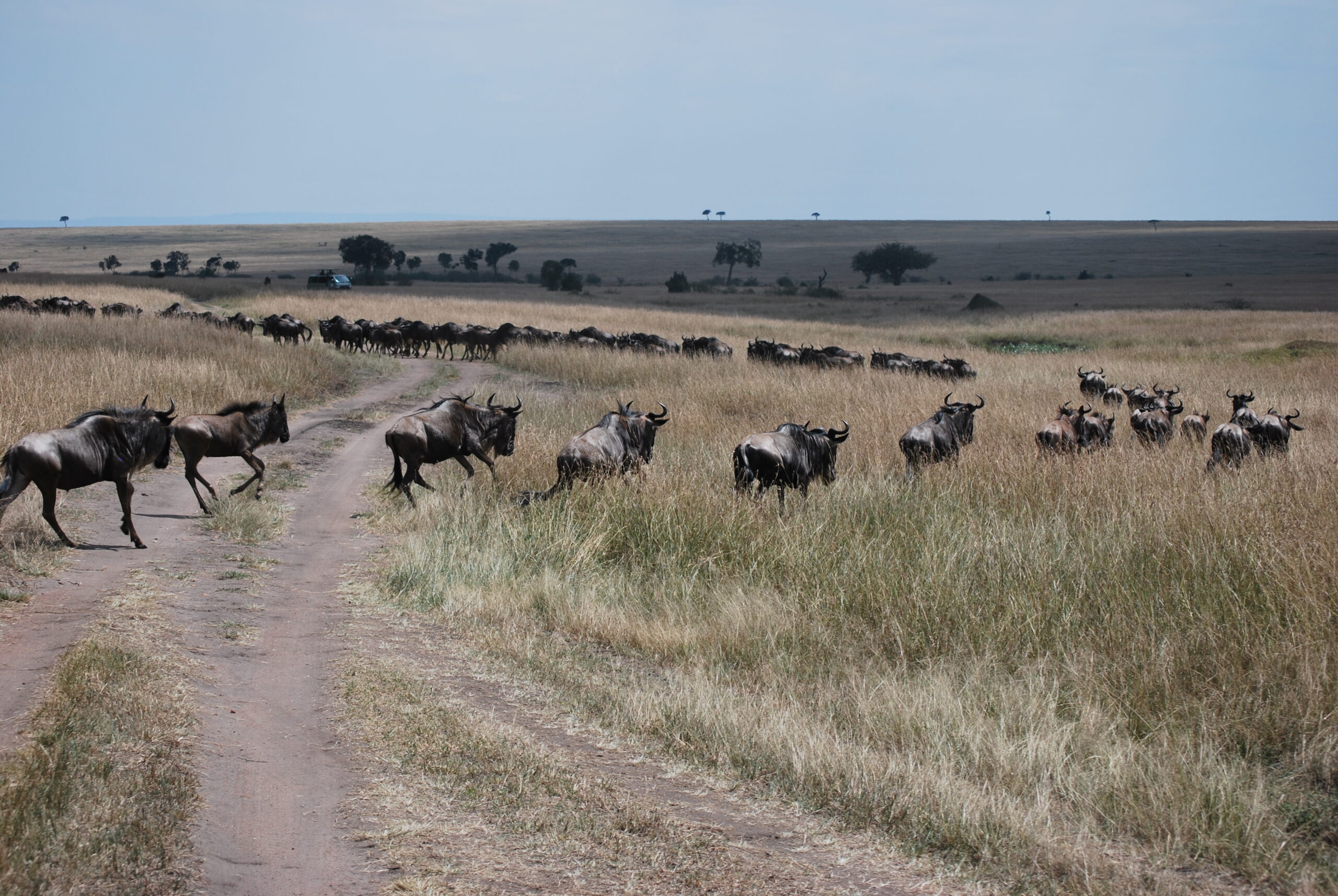 Wildebeeste migration, Maasai Mara