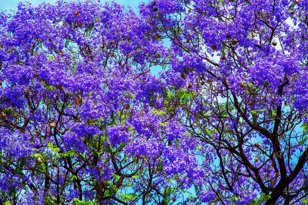 Jacaranda trees in bloom